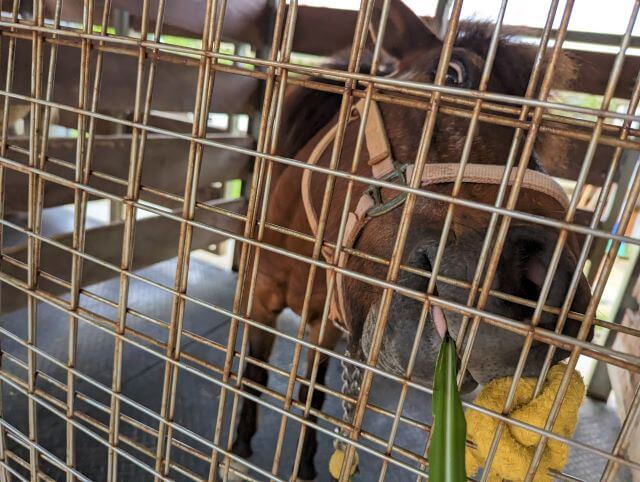 沖縄県沖縄市胡屋にある動物園「こどもの国沖縄ズージアム」にいる与那国馬のなびぃさんがネピアグラスというエサを食べている画像
